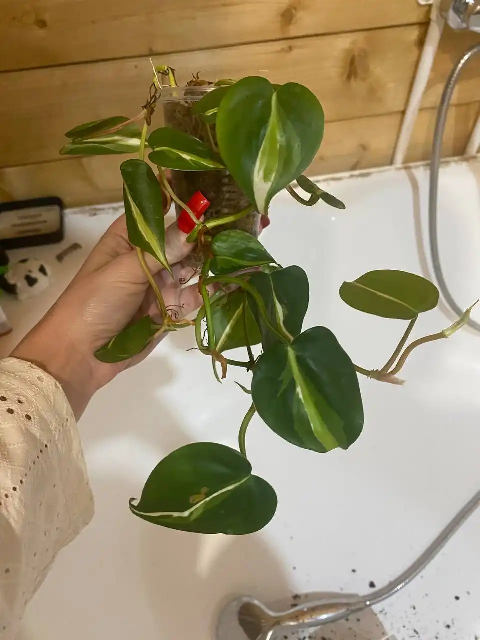 Распродажа цветов и растений в Уфе