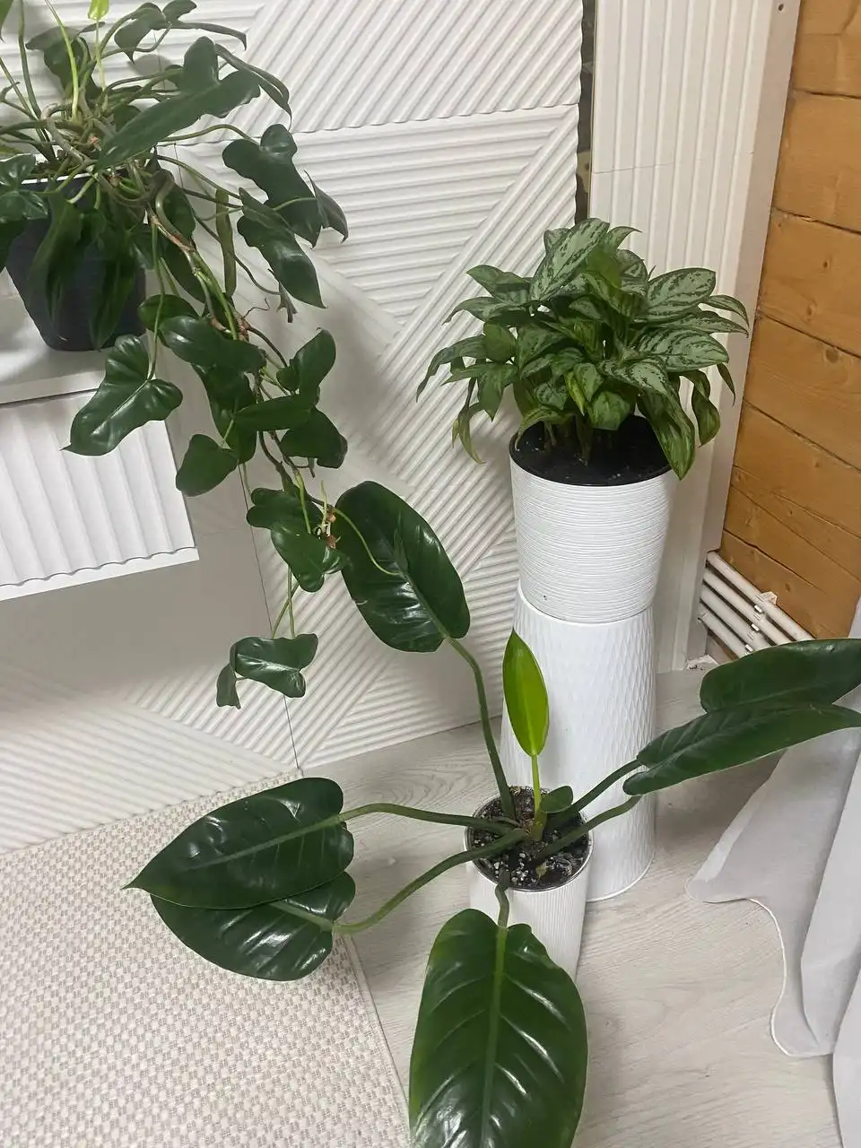 Распродажа цветов и растений в Уфе