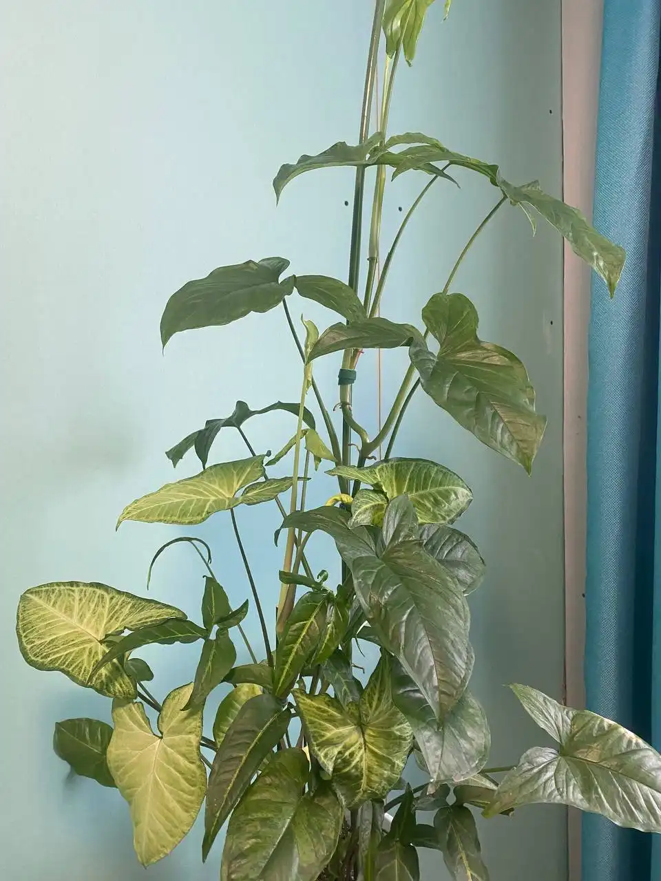 Распродажа цветов и растений в Уфе