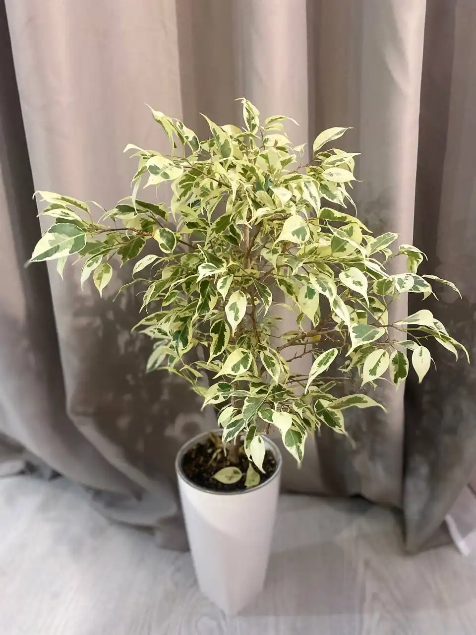 Распродажа цветов и растений в Уфе