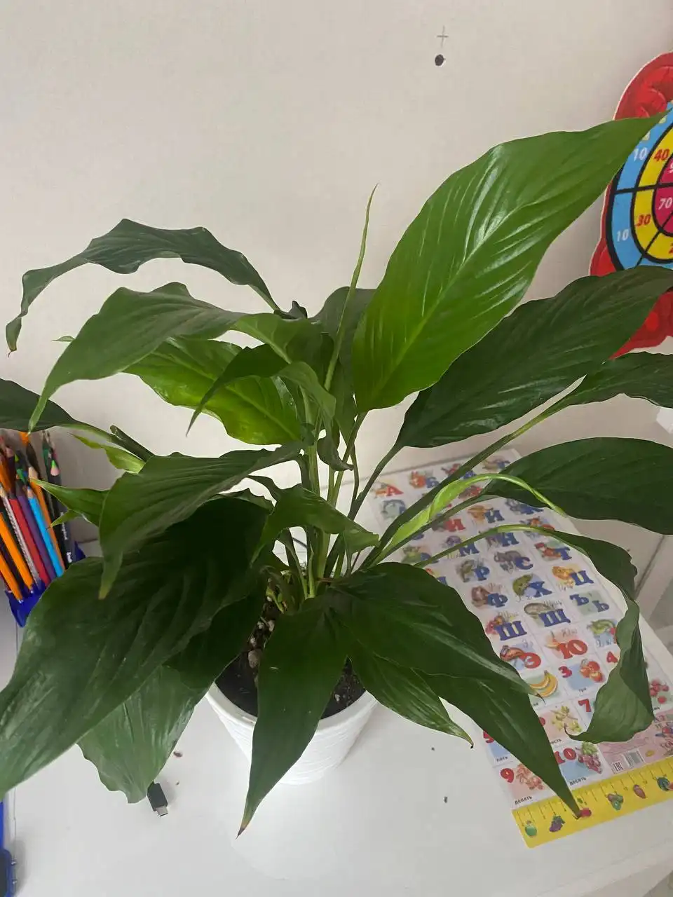 Распродажа цветов и растений в Уфе