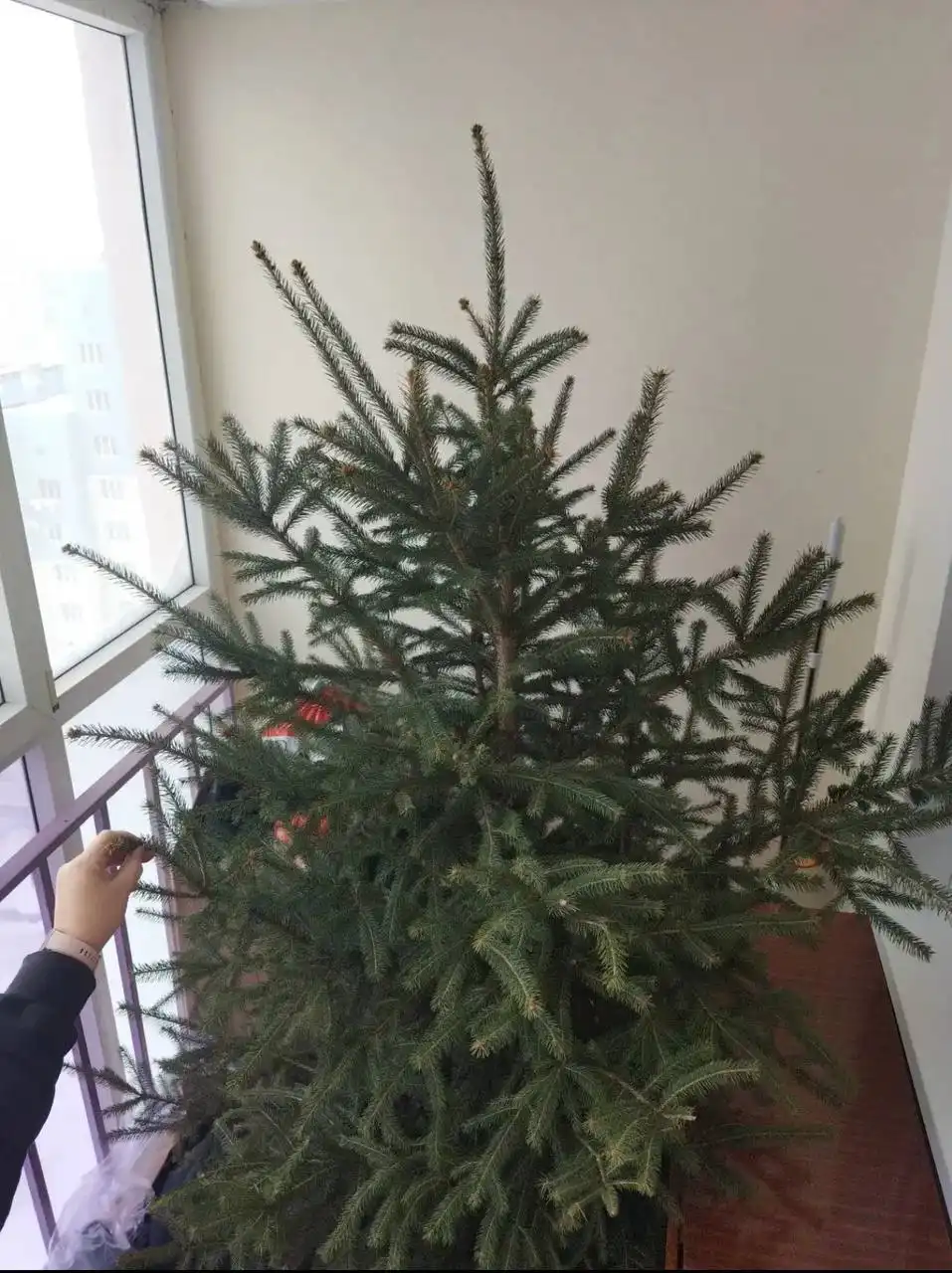 Живая ель для праздничного настроения