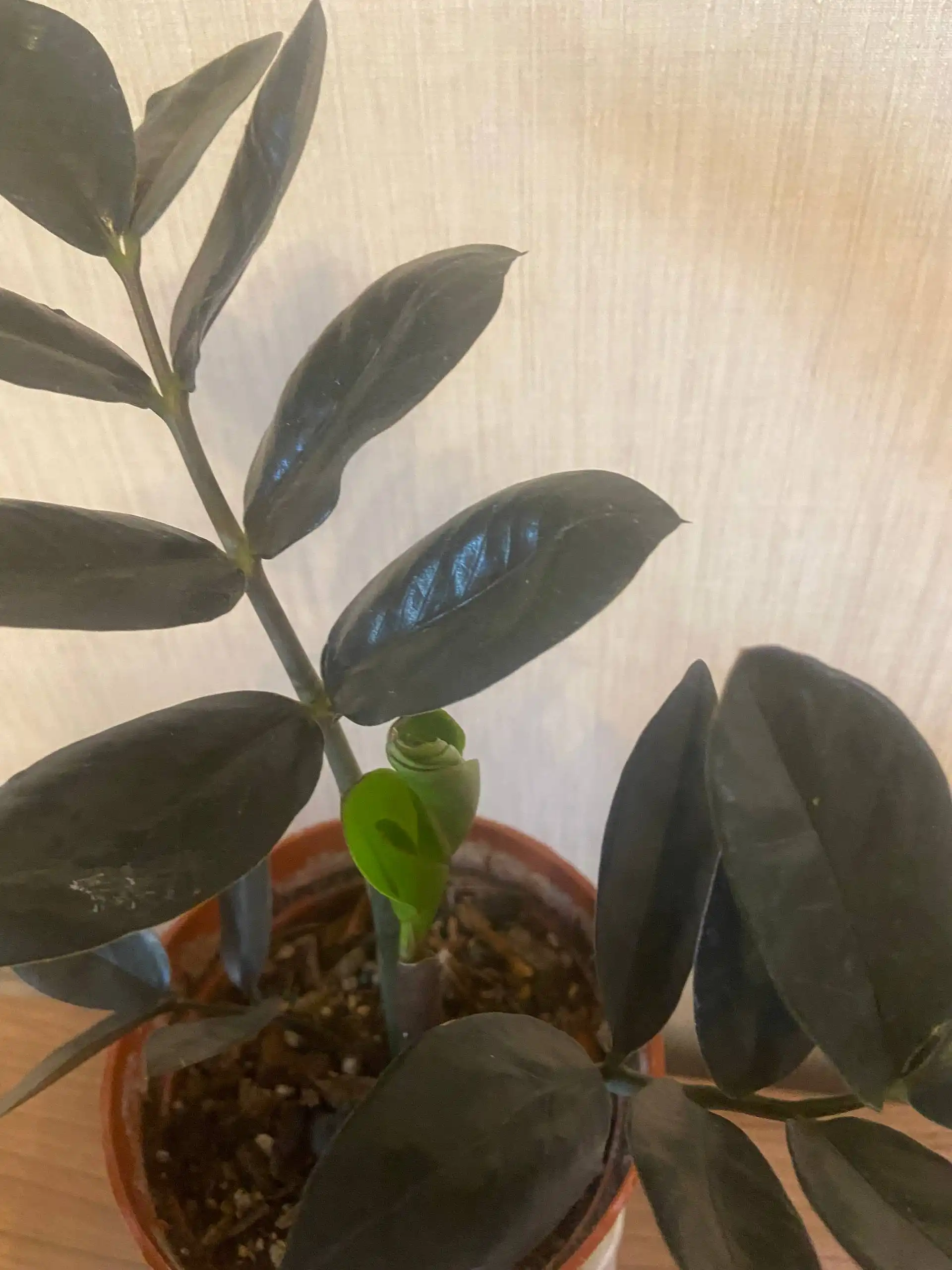 Растения Аглаонема Тайволи и замиакулькас Равен