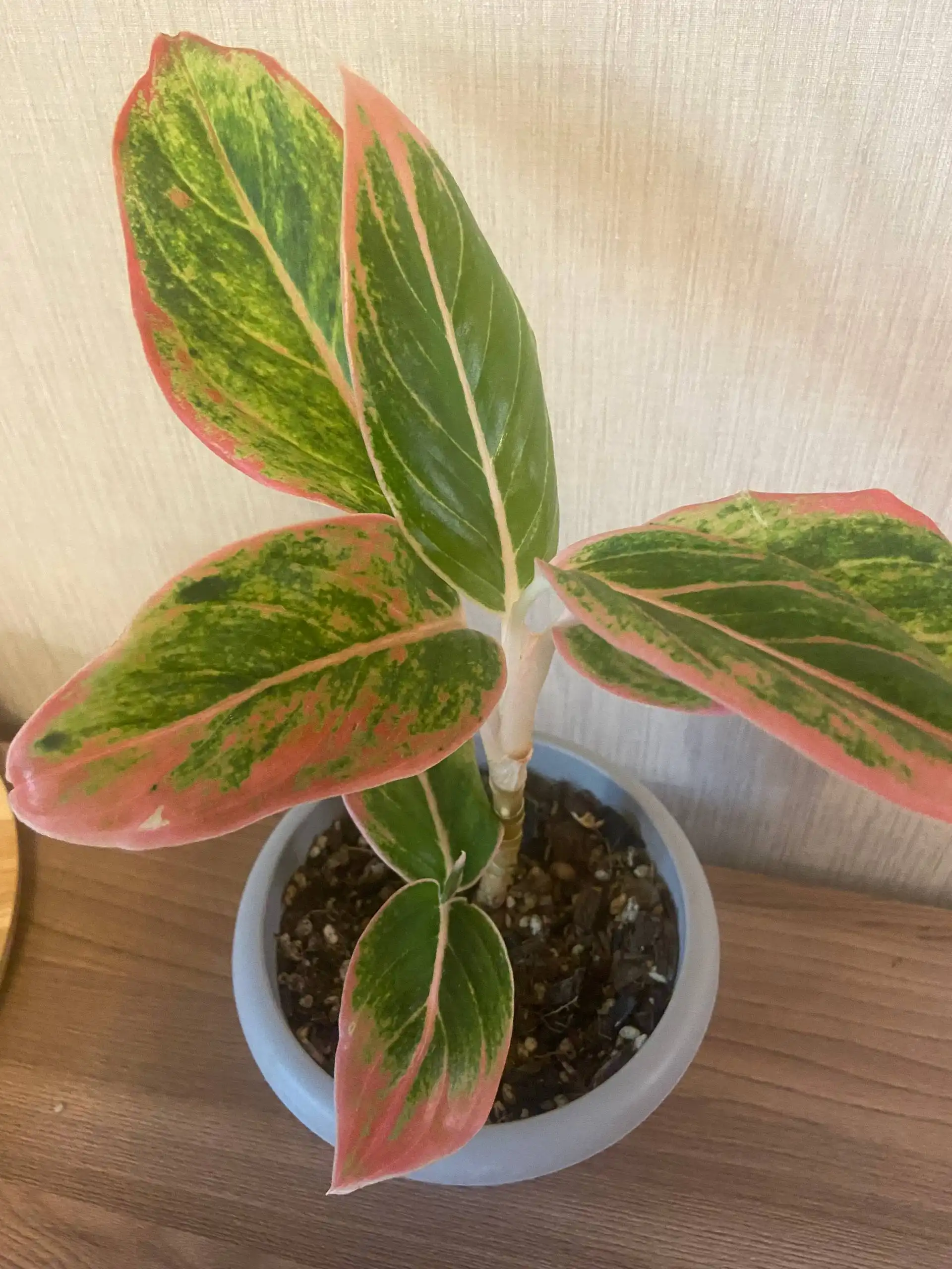 Растения Аглаонема Тайволи и замиакулькас Равен