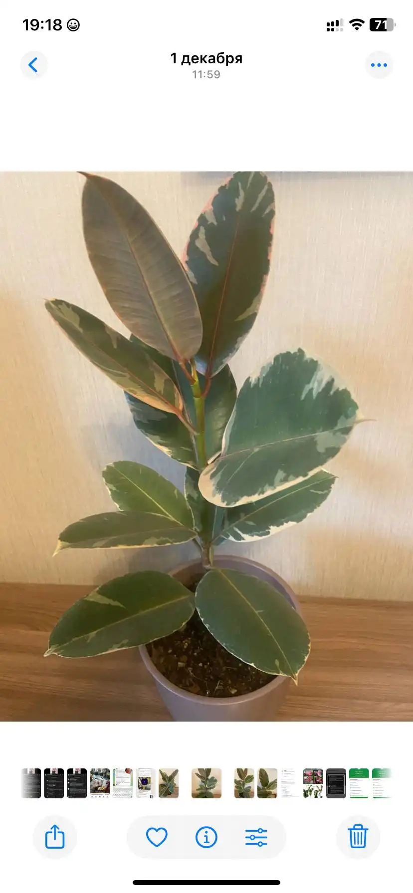 Фикусы Эластика Триколор и Али