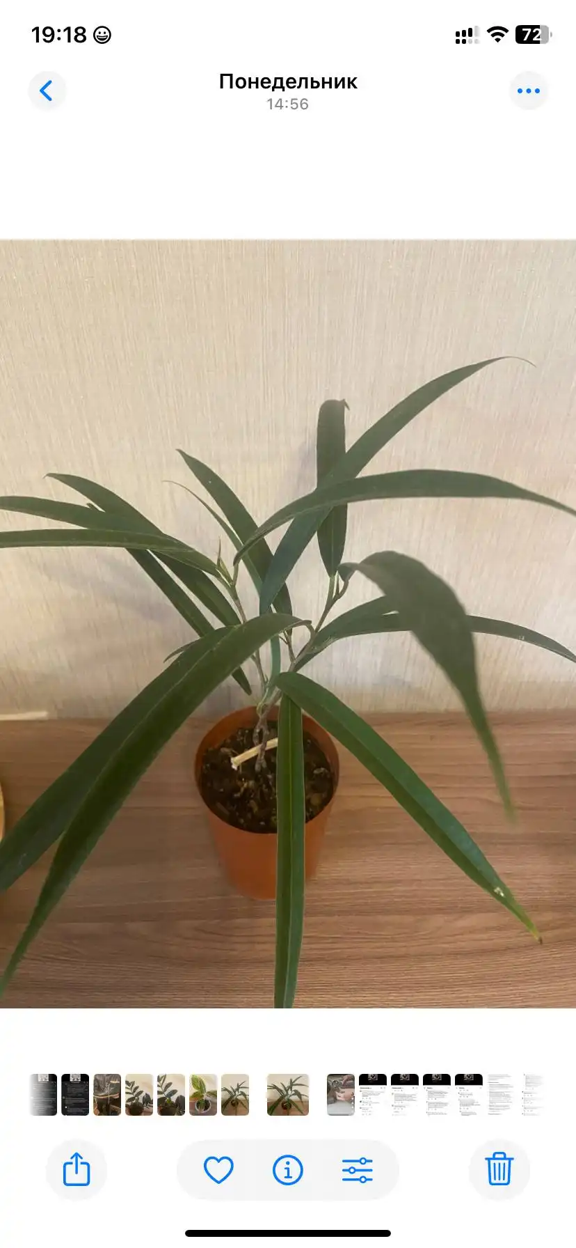 Фикусы Эластика Триколор и Али