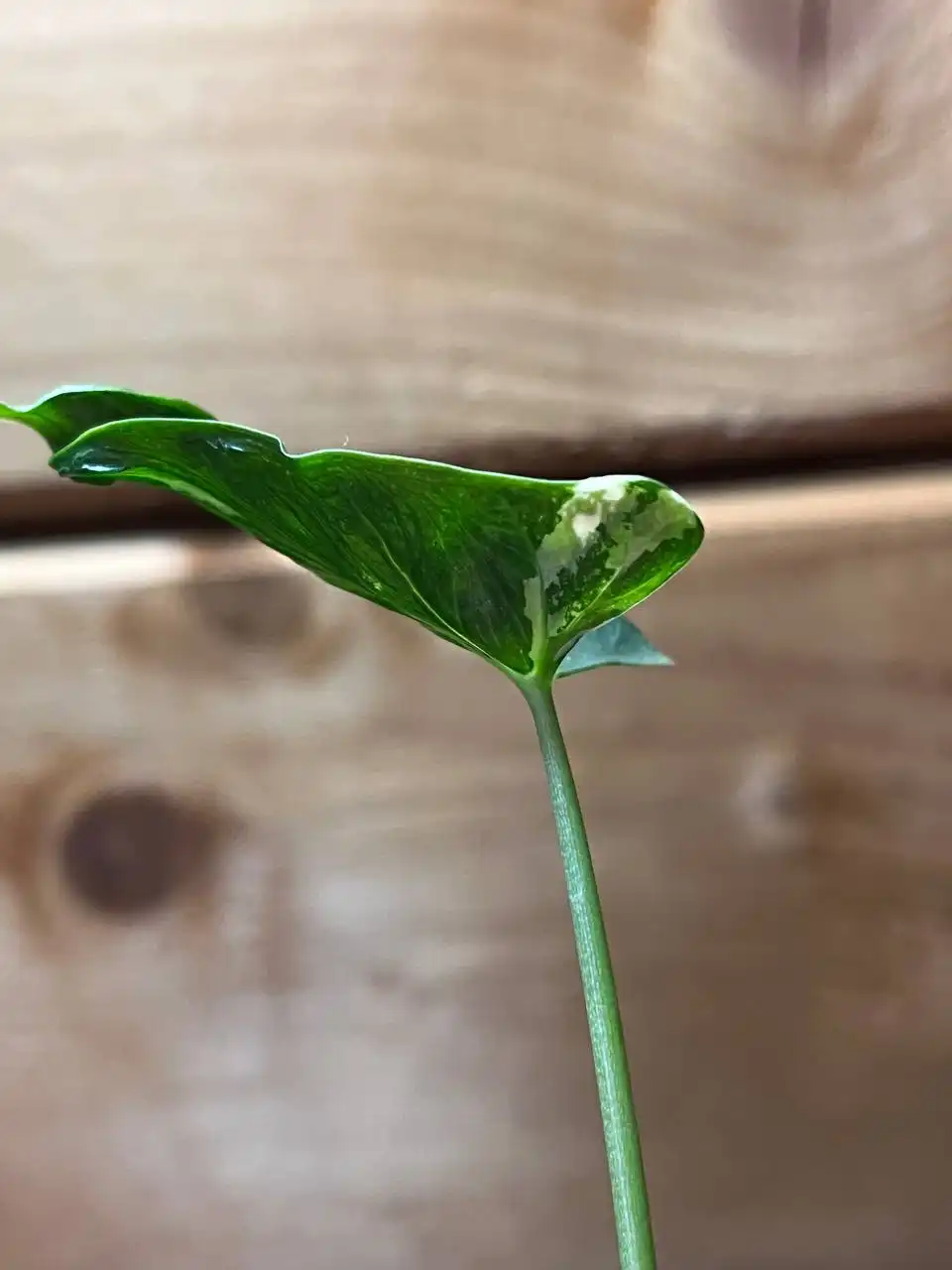 Продажа комнатных растений: алоказии и другие виды