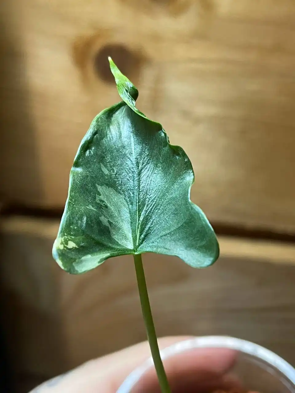 Продажа комнатных растений: алоказии и другие виды