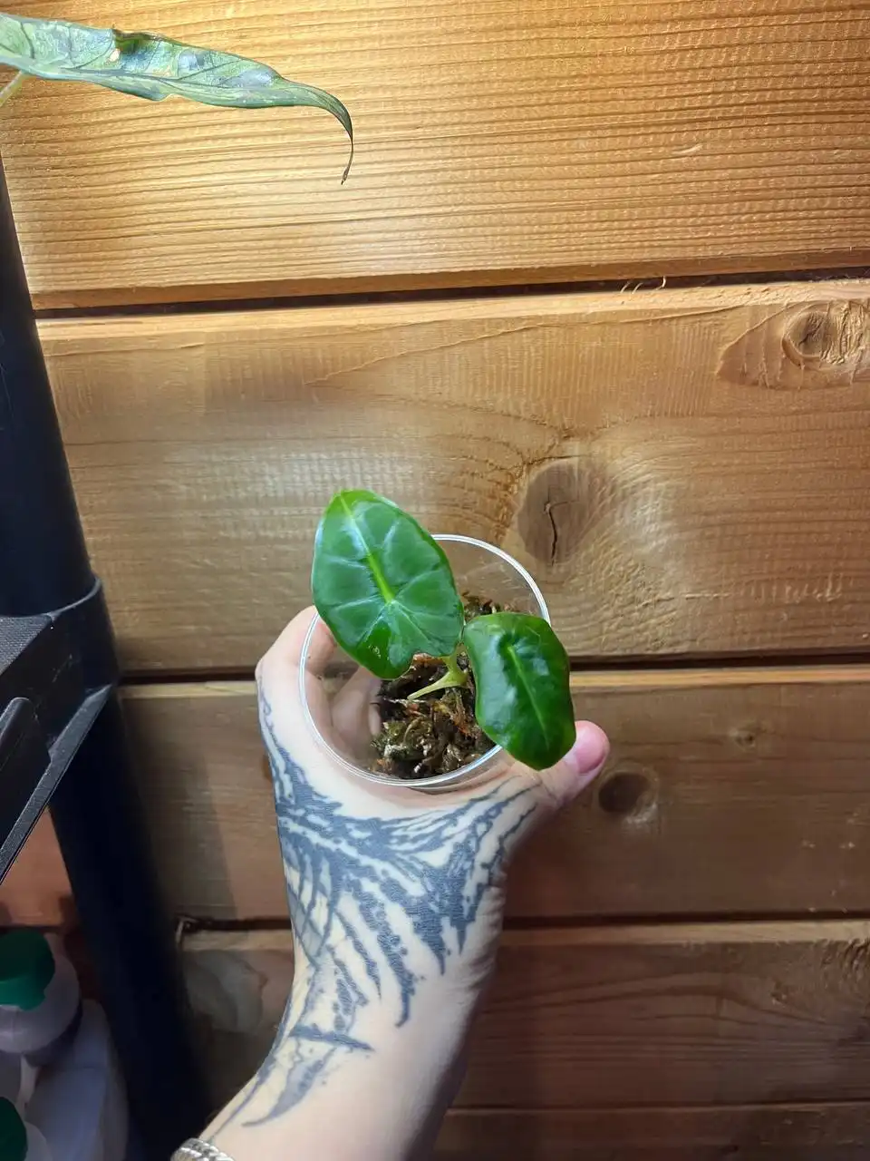 Продажа комнатных растений: алоказии и другие виды