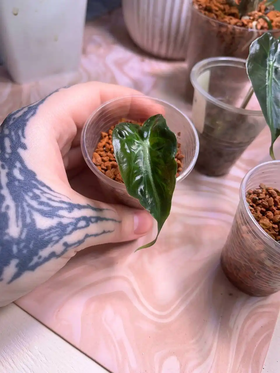 Продажа комнатных растений: алоказии и другие виды