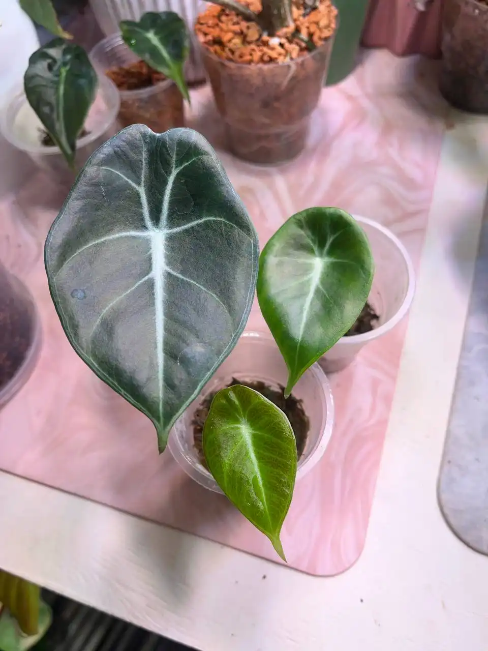 Продажа комнатных растений: алоказии и другие виды