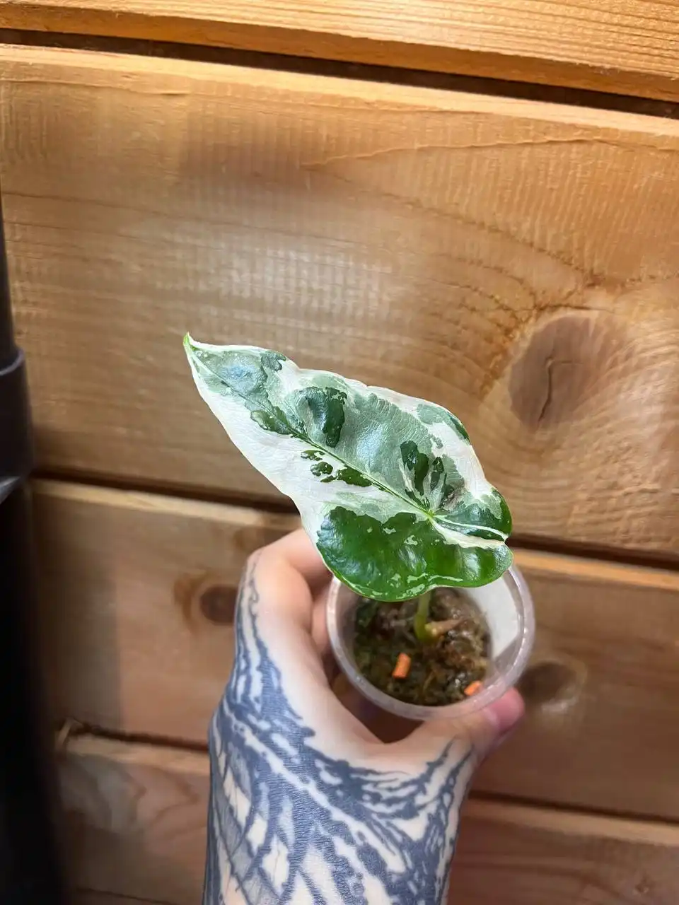 Продажа комнатных растений: алоказии и другие виды