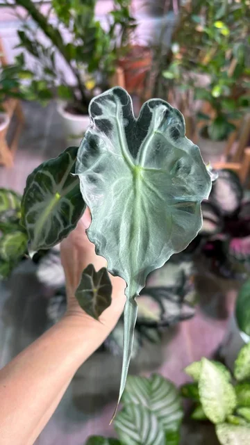 Продам клубни алоказии Веном - Хобби и отдых в Уфа