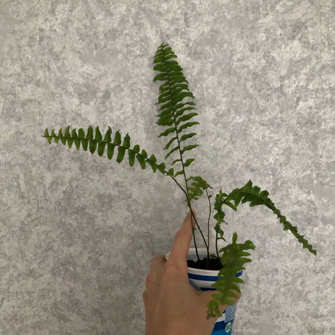 Папоротник и зефирантес в Уфе