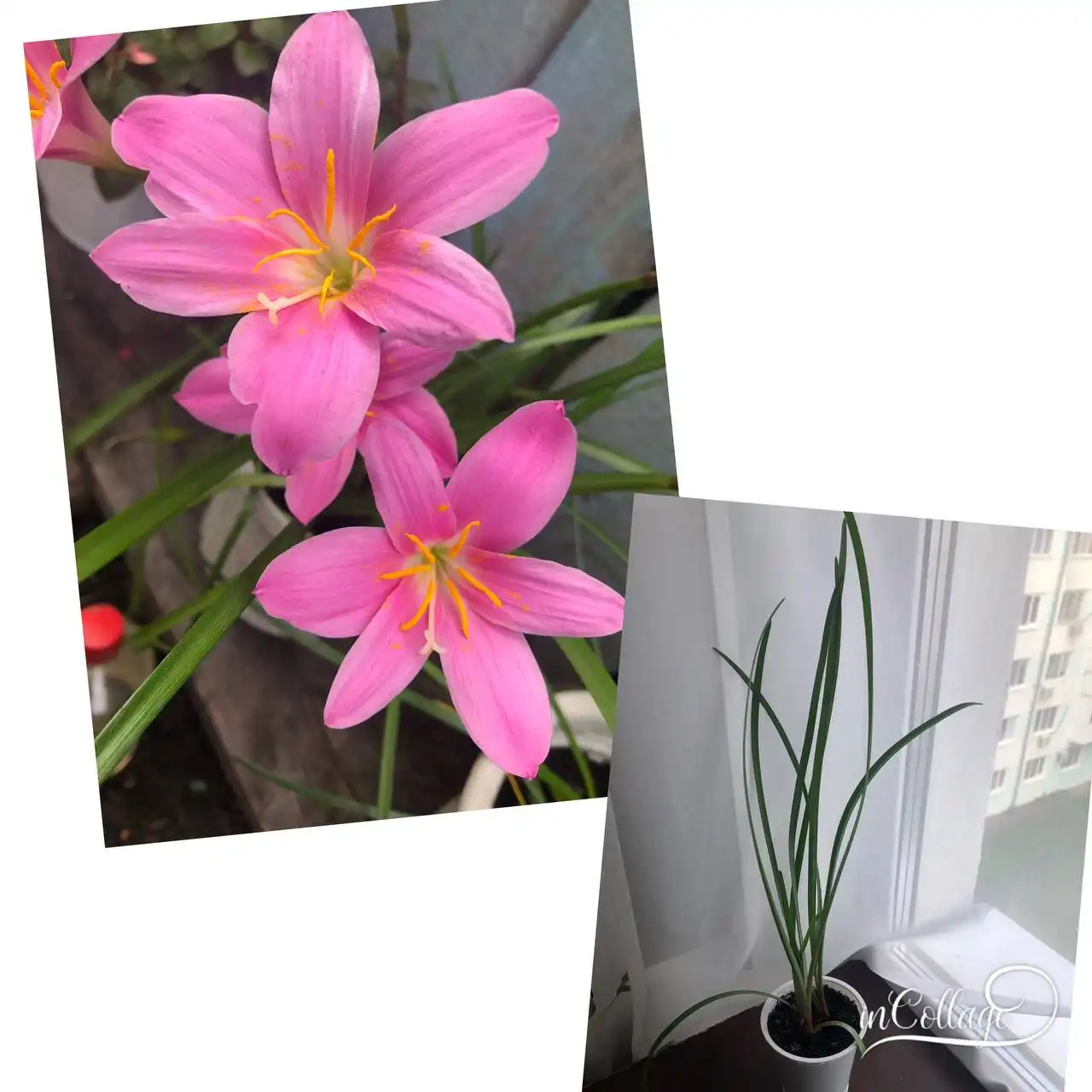 Папоротник и зефирантес в Уфе