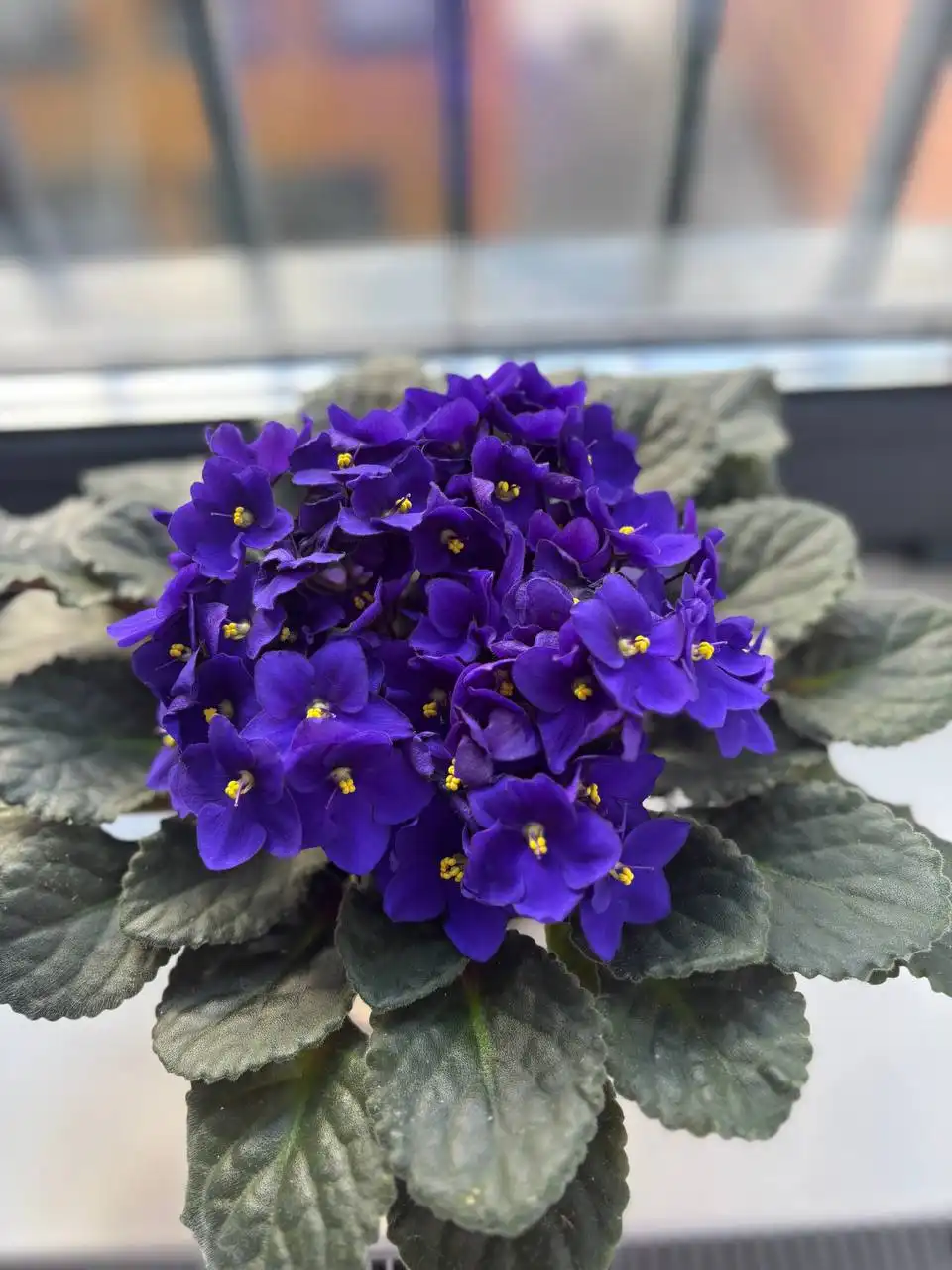 Фиалки на центральном рынке Уфы