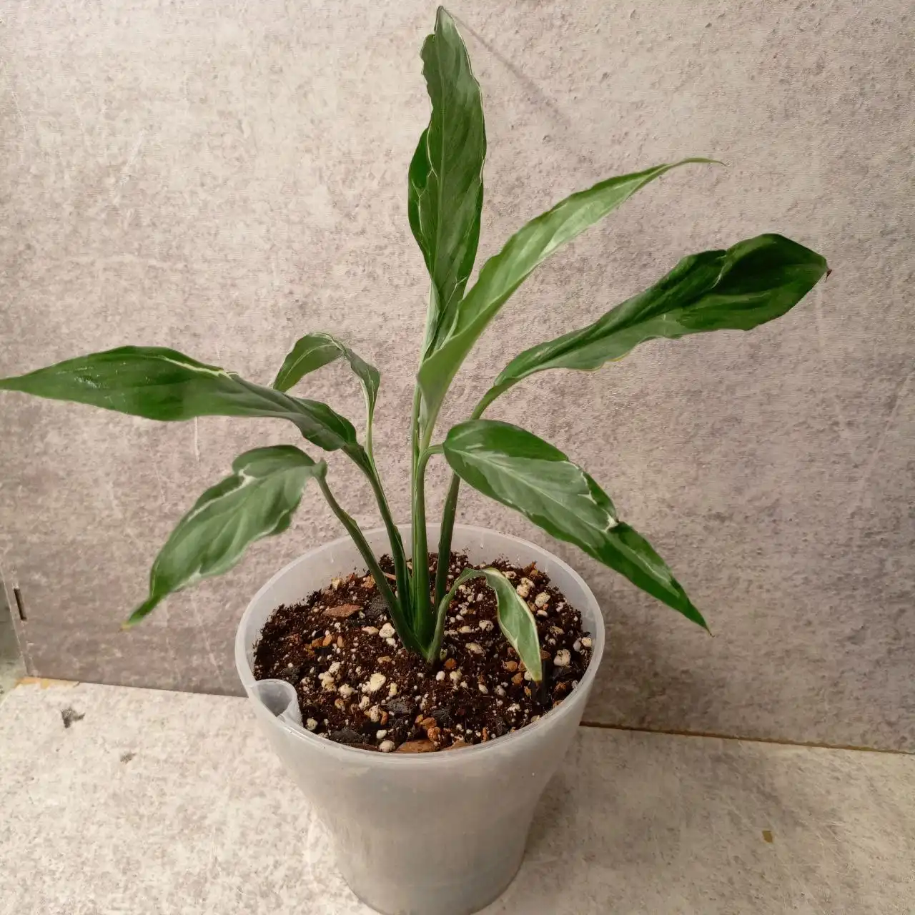 Спатифиллумы в горшках