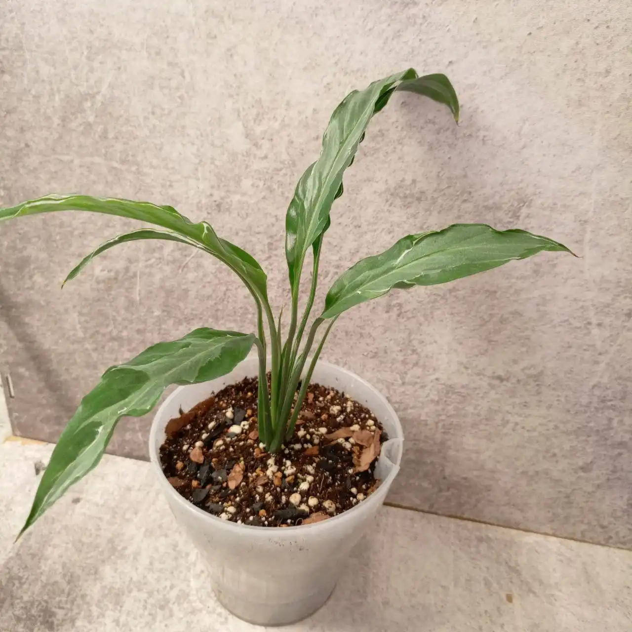 Спатифиллумы в горшках