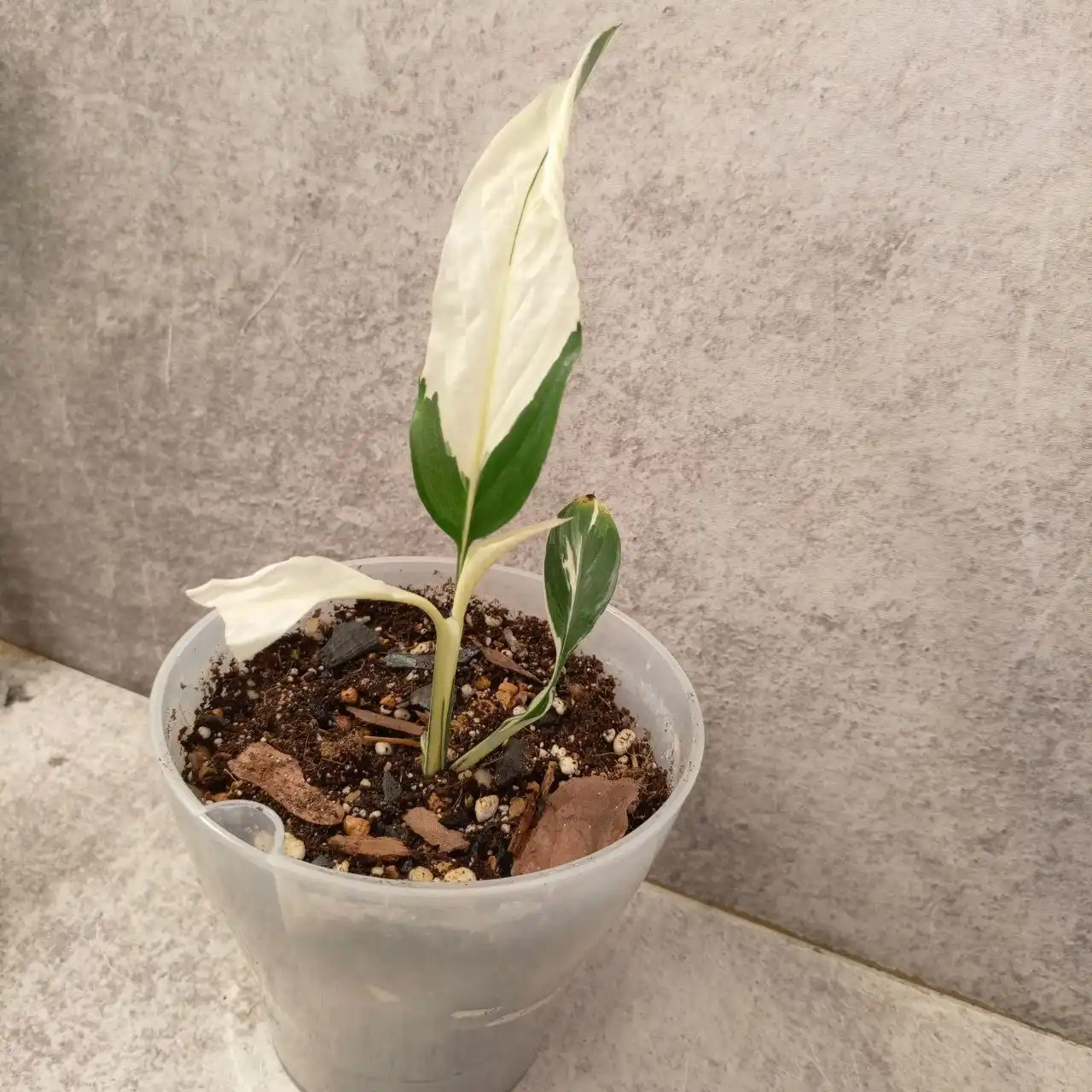 Спатифиллумы в горшках