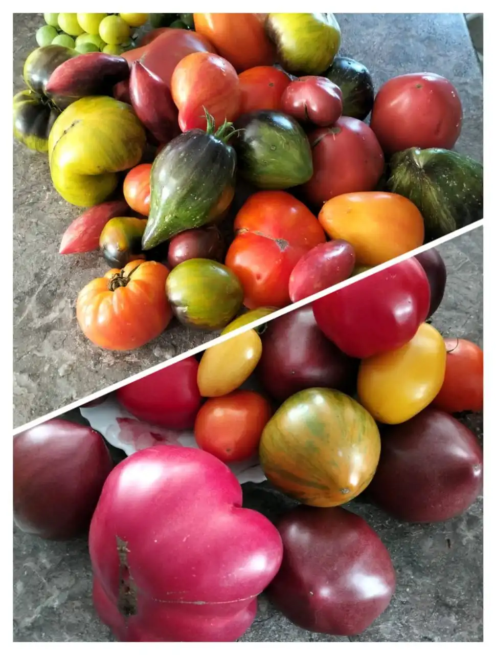 Семена коллекционных сортов томатов и перца