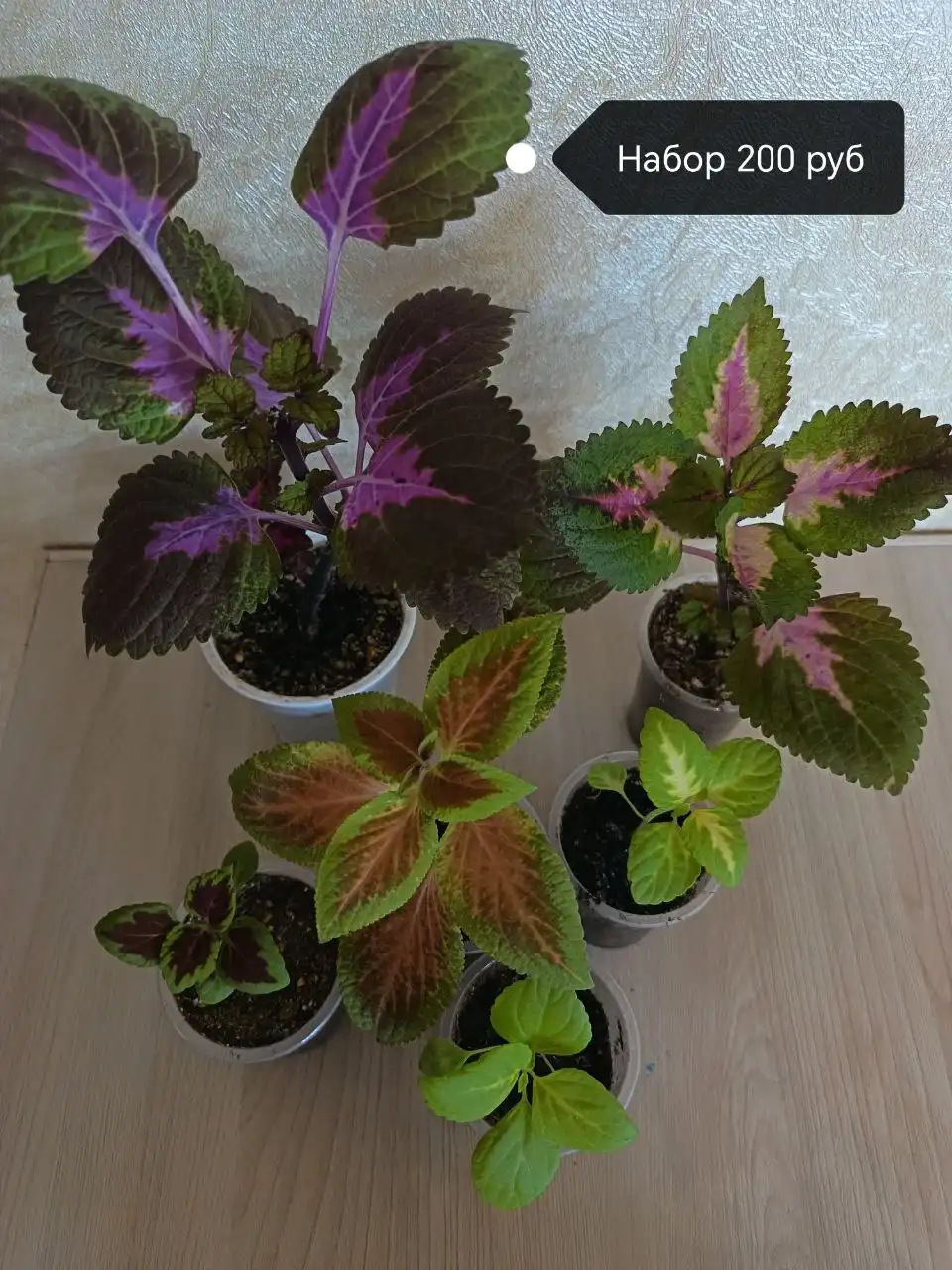 Растения с маминой дачи в Уфе