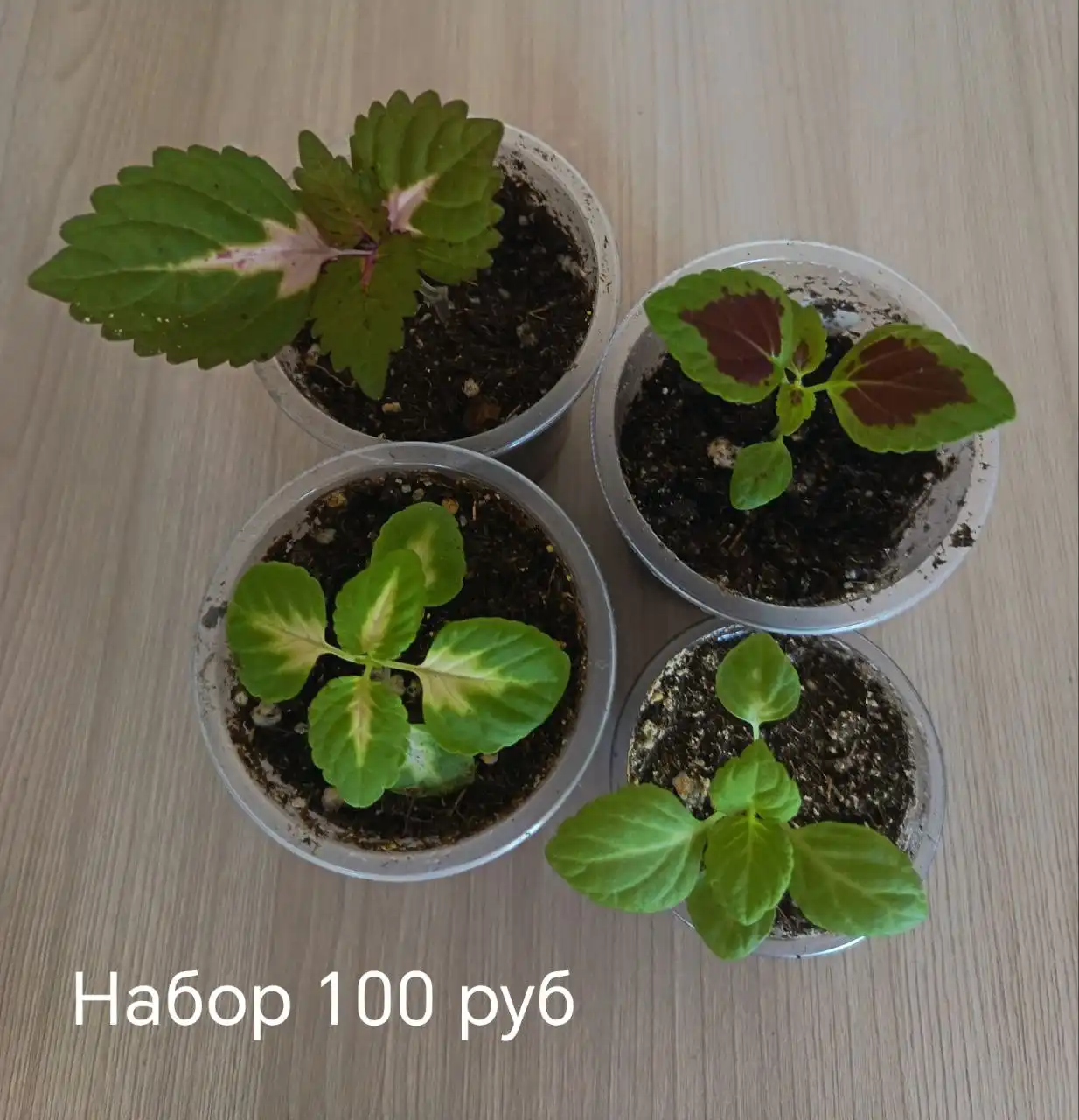 Растения с маминой дачи в Уфе