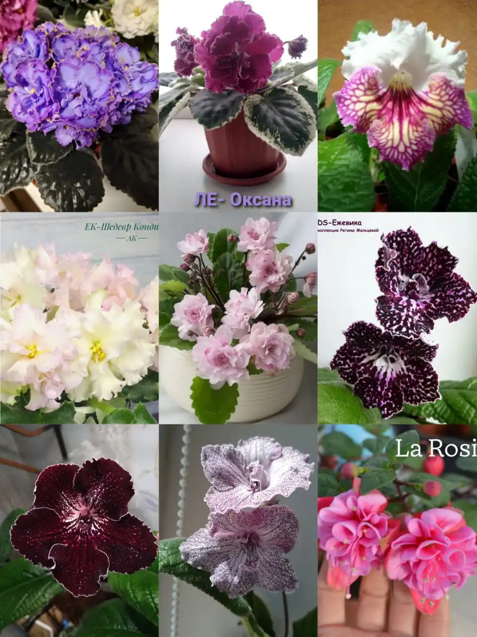 Продажа сортовых фиалок, стрептокарпусов и фуксий