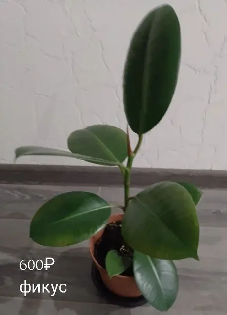 Продажа растений на даче в Уфе - Хобби и отдых в Уфа