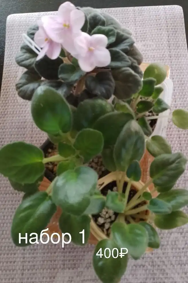 Продажа растений на даче в Уфе