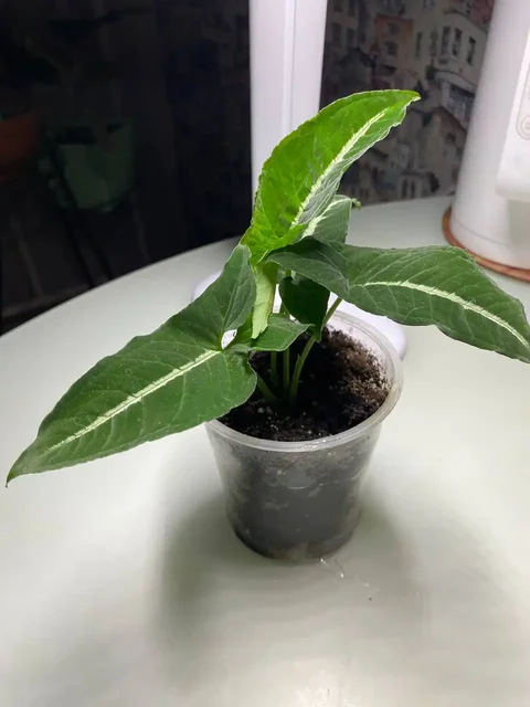 Фиттония и Сингониумы - Хобби и отдых в Уфа