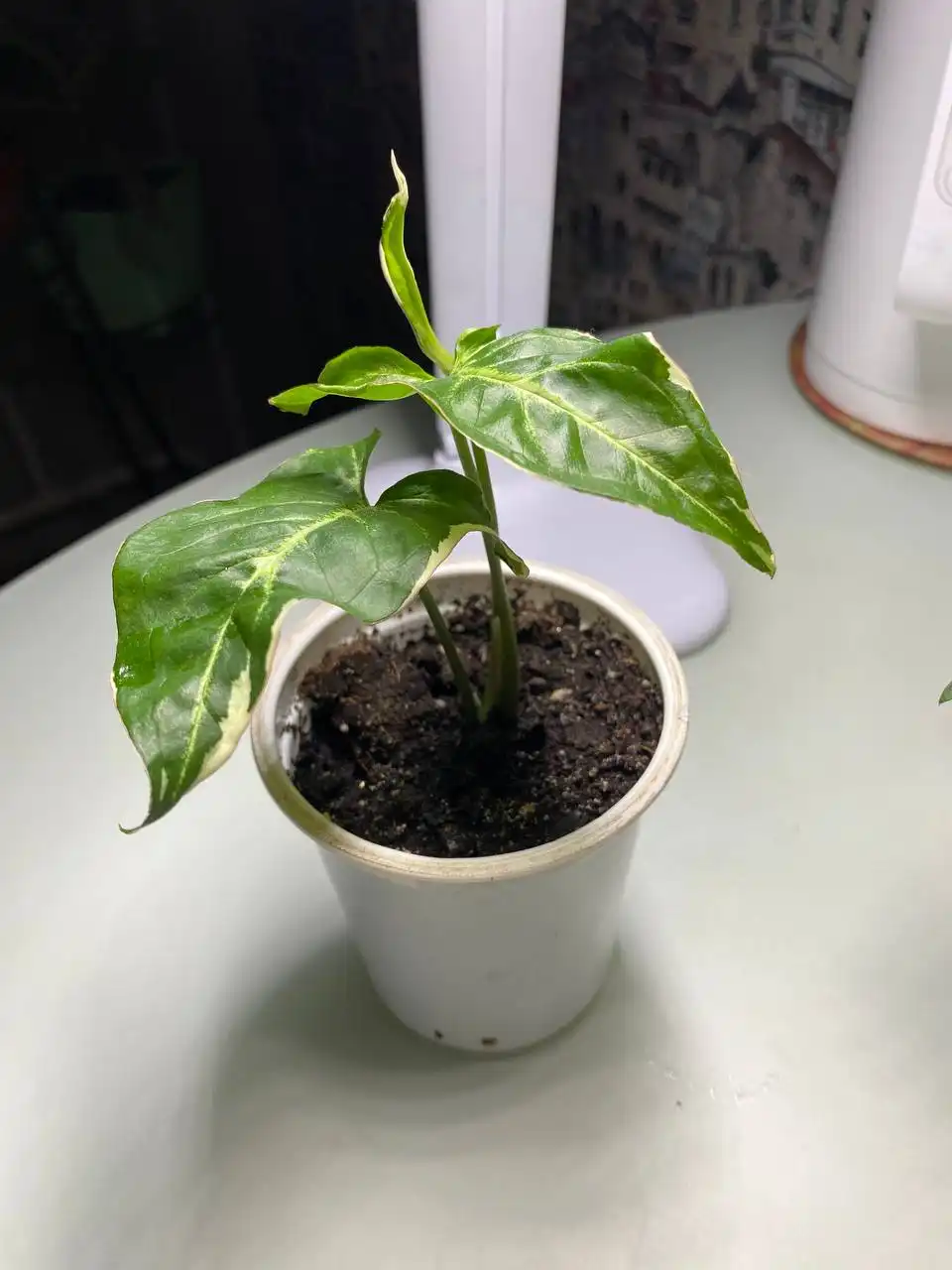 Фиттония и Сингониумы