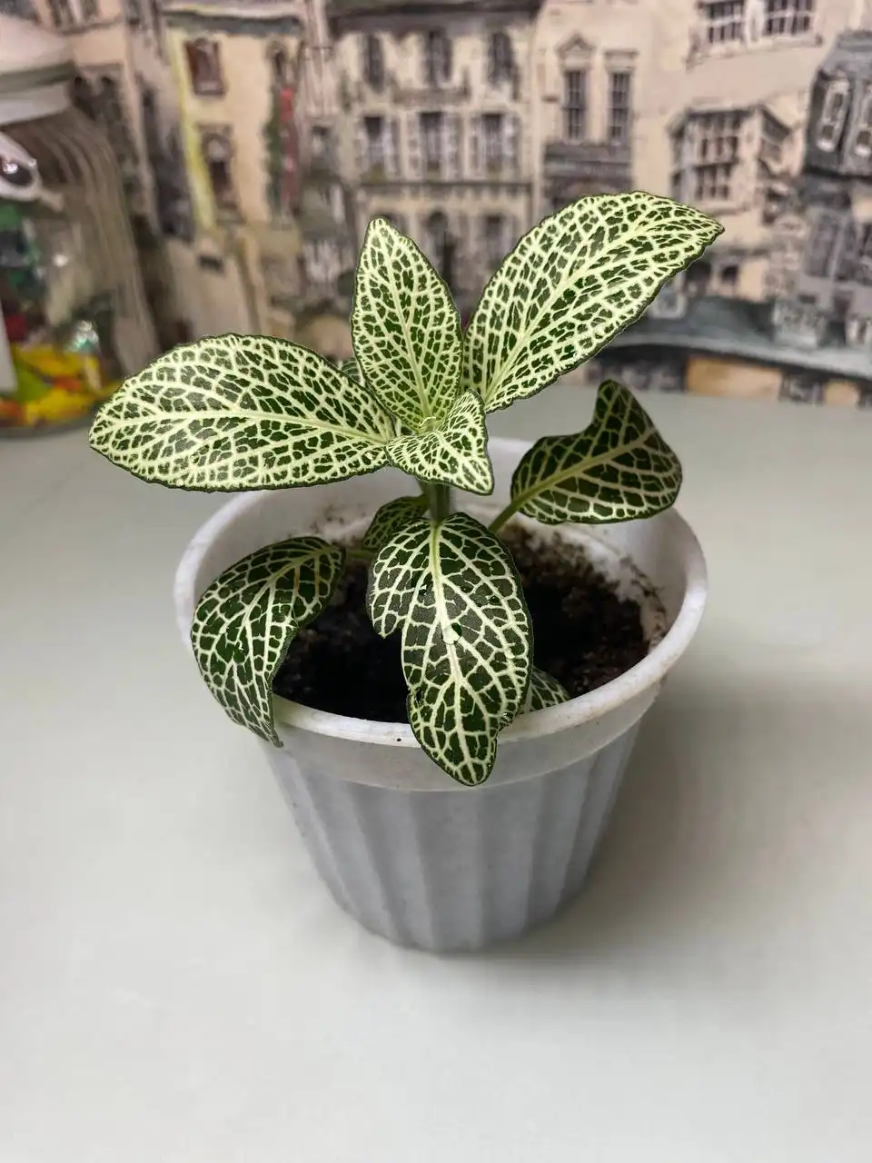 Фиттония и Сингониумы