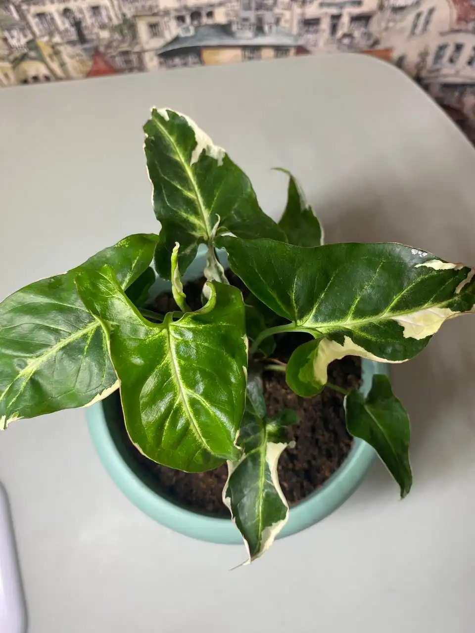 Фиттония и Сингониумы