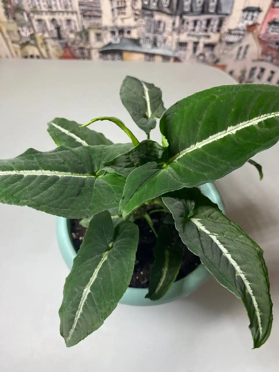 Фиттония и Сингониумы