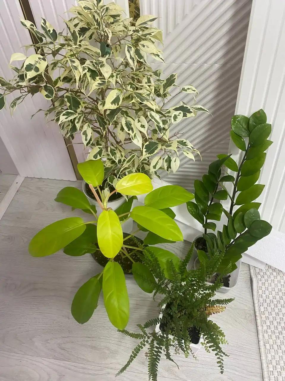 Продажа комнатных растений в Иглино