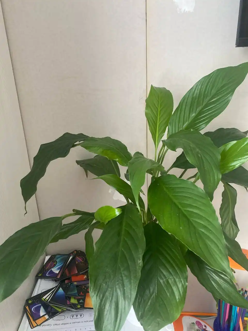 Спатифилумы 2 разных сорта утеряны