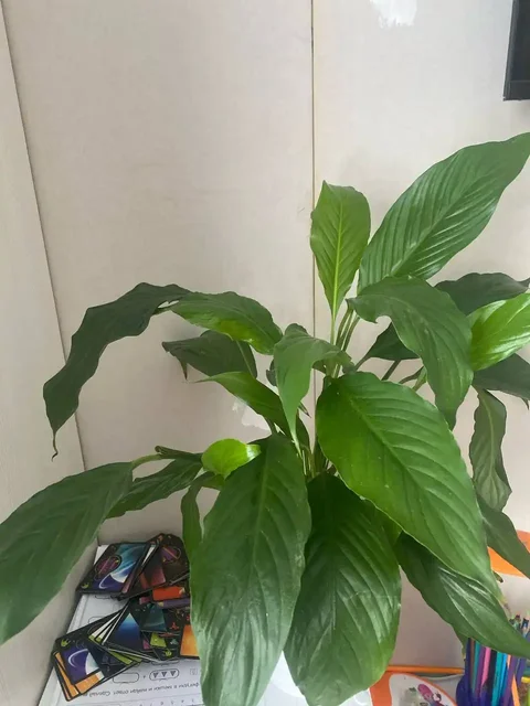 Спатифилумы 2 разных сорта утеряны - Хобби и отдых в Уфа