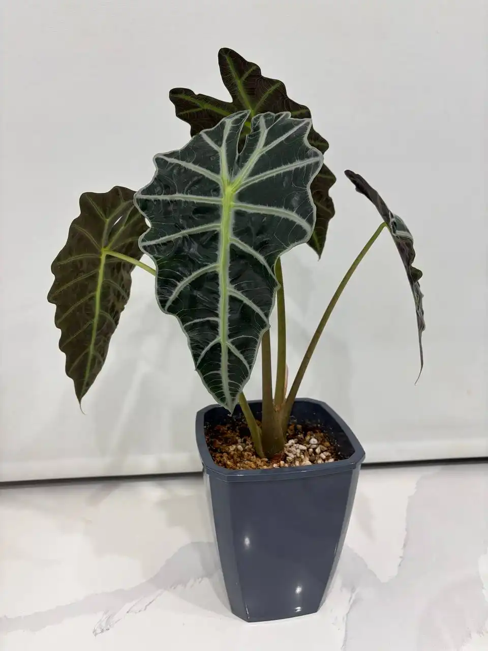 Алоказия Полли в фитильном горшке