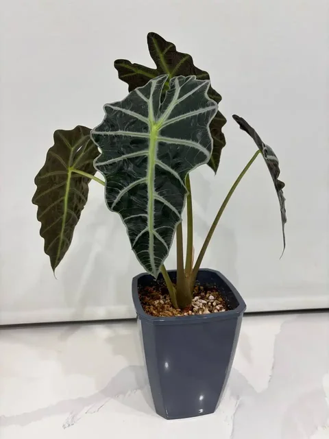 Алоказия Полли в фитильном горшке - Хобби и отдых в Уфа