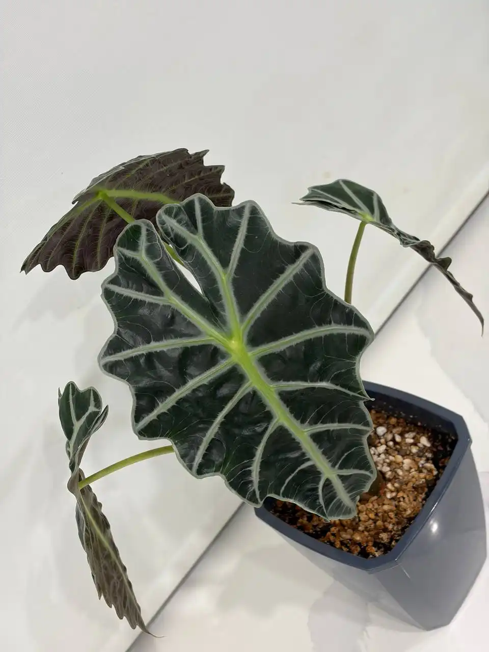 Алоказия Полли в фитильном горшке