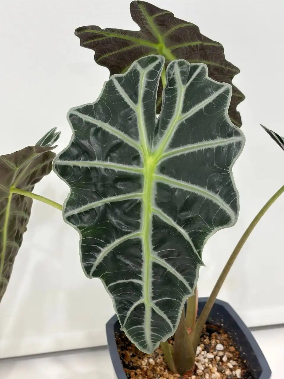 Алоказия Полли в фитильном горшке