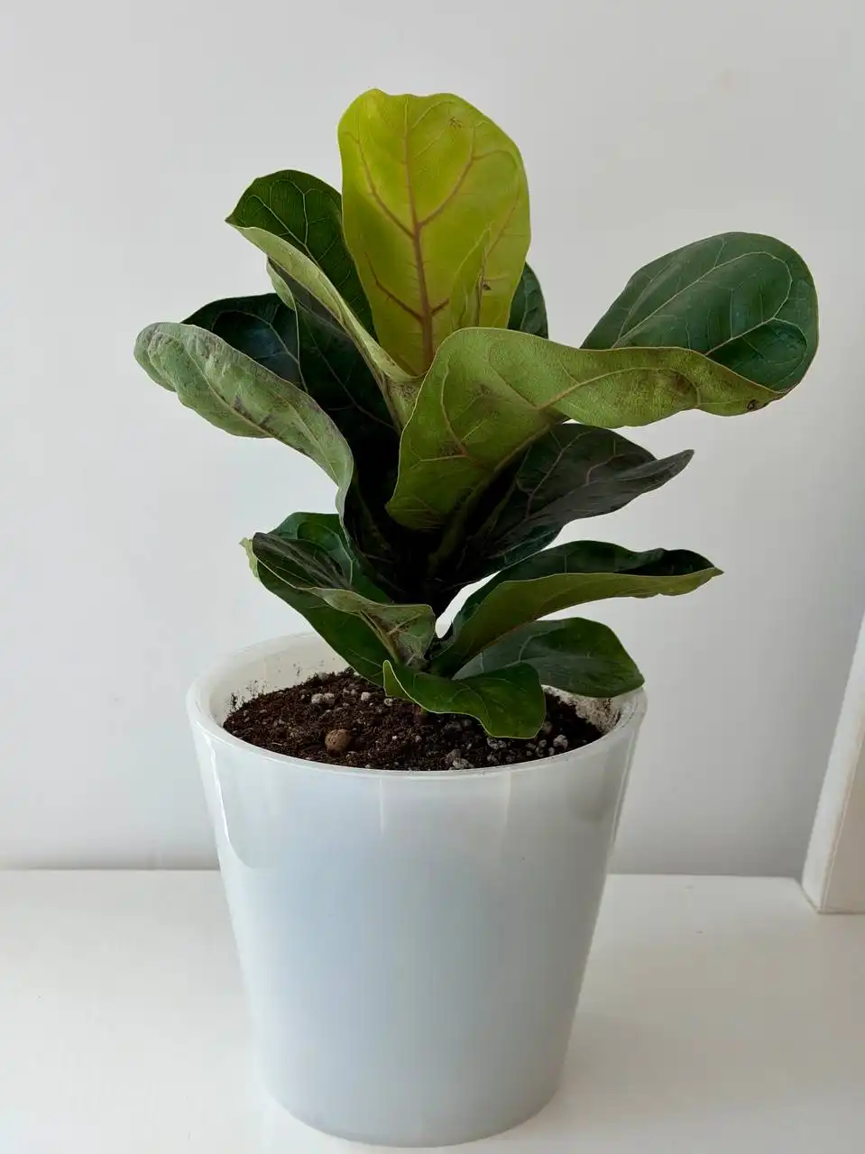 Двойной пластиковый горшок Лирата Бамбино 1,5 л