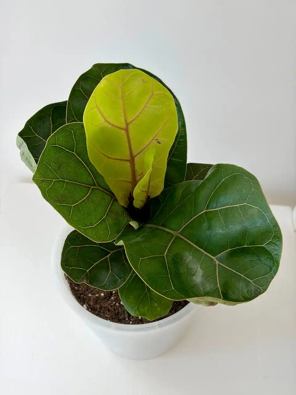 Двойной пластиковый горшок Лирата Бамбино 1,5 л