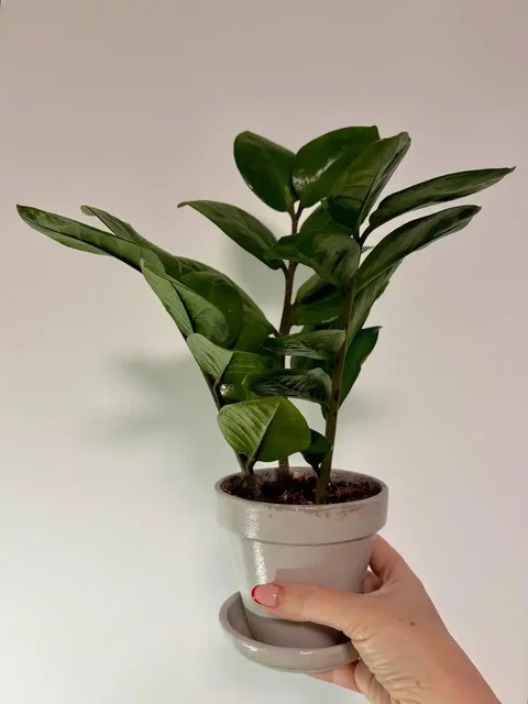 Замиокулькас в керамическом горшке - Хобби и отдых в Уфа