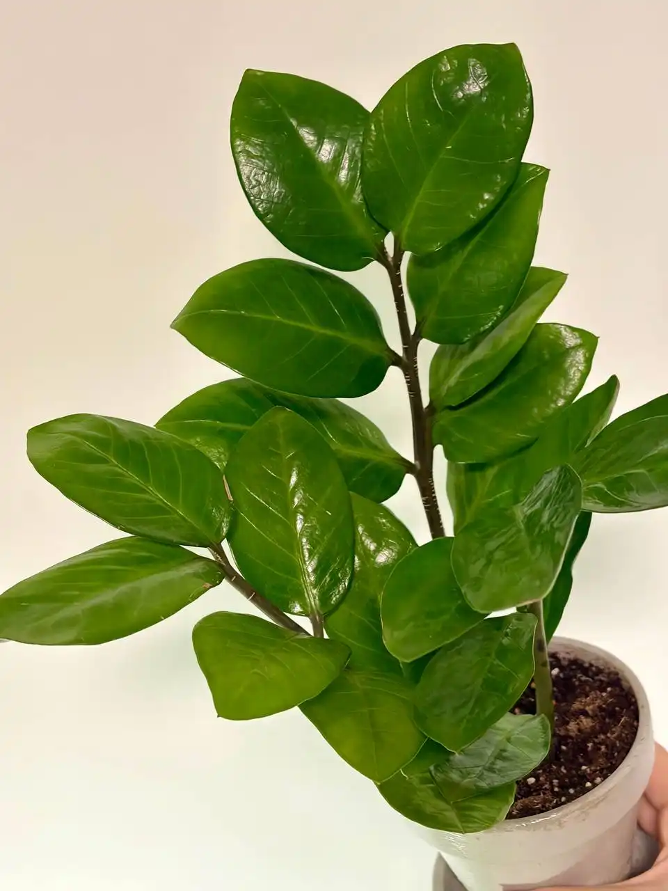 Замиокулькас в керамическом горшке