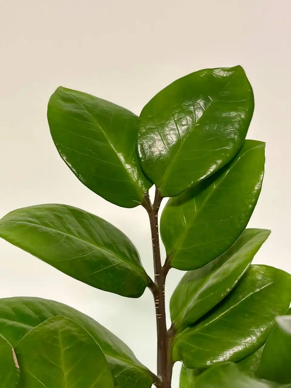 Замиокулькас в керамическом горшке