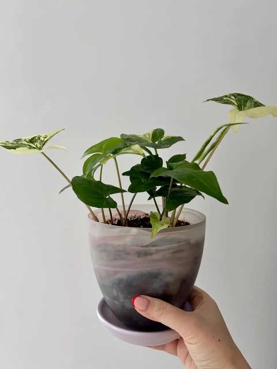 Сингониум Вайт империал в горшке