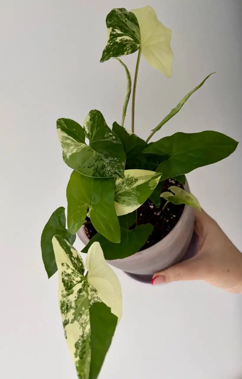 Сингониум Вайт империал в горшке