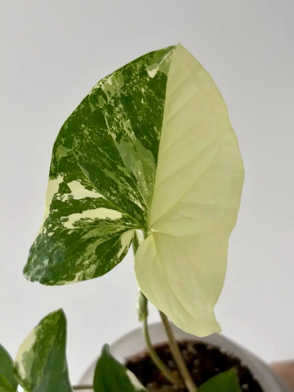 Сингониум Вайт империал в горшке