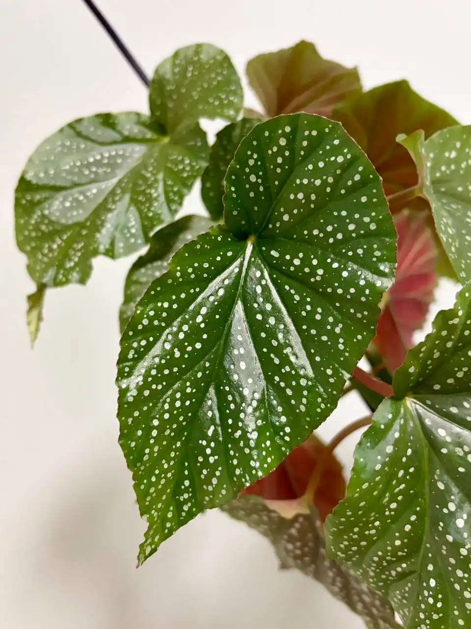 Бегония коралловая в горшке